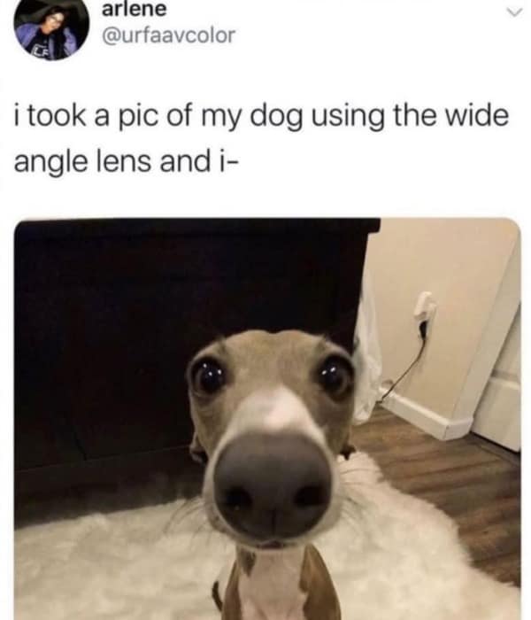 A funny picture of a dog's face taken with a wide-angle lens, making it look hilariously distorted.