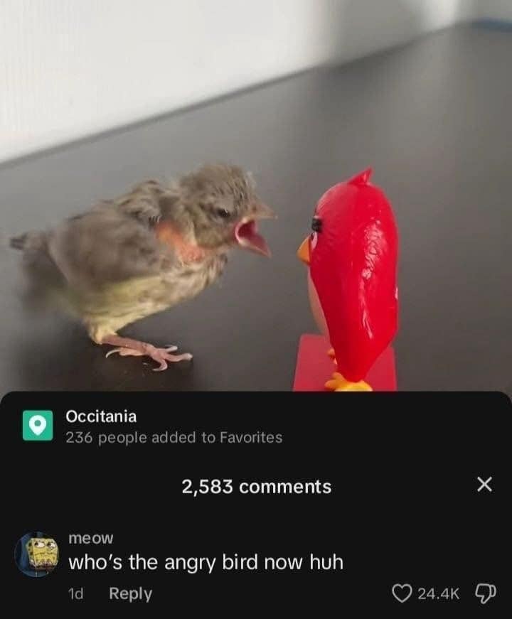 A funny pic of a real-life angry bird yelling at a toy from the popular "Angry Birds" game.