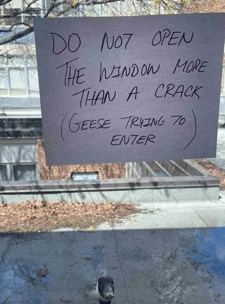 A funny sign on a window warning that geese are trying to enter, with a goose peeking in from below.