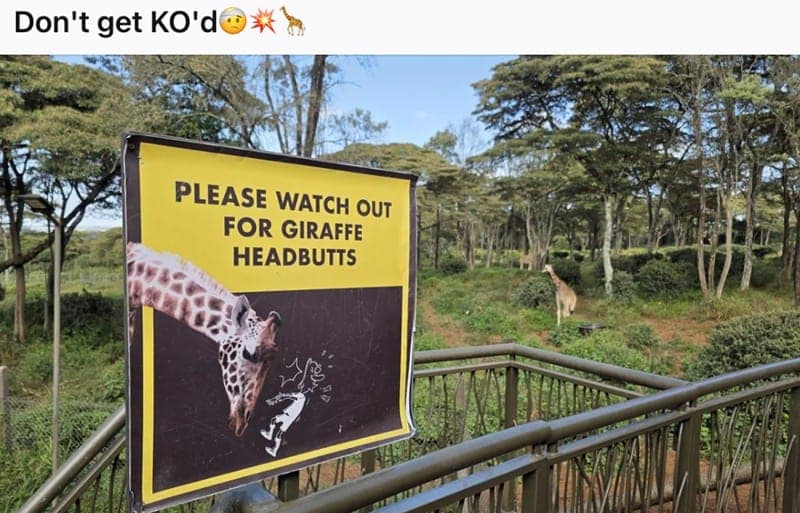 A funny sign at a zoo or wildlife park warning visitors to watch out for giraffe headbutts.