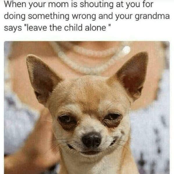 A funny grandma meme with a smug chihuahua showing how it feels when grandma takes your side against your mom.