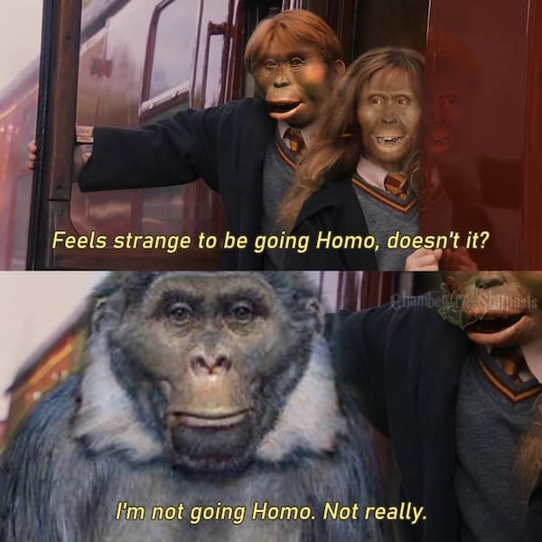 A bizarre and surreal meme of the characters Harry Potter and Ron Weasley, where their faces have been replaced by the faces of early hominids, with a pun about "going Homo" sapiens.