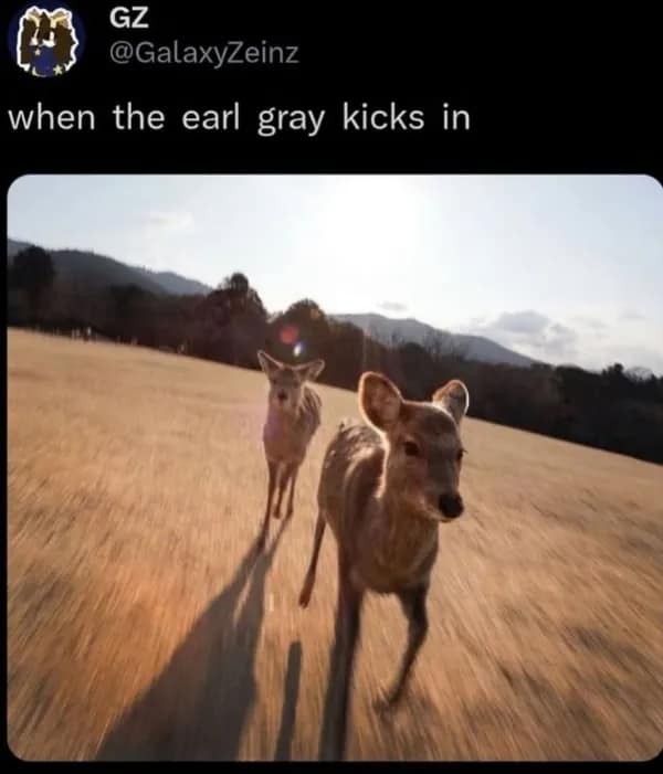 A clever and funny picture of two deer running with high energy, with the caption, "when the earl gray kicks in."