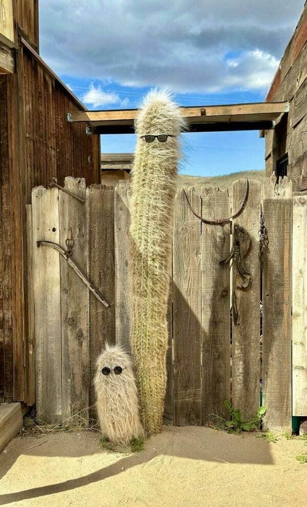 A funny meme dump photo of two cool cacti wearing sunglasses and standing by a fence.