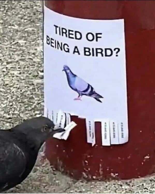 A meme dump image of a pigeon taking a flyer that asks "Tired of being a bird?"