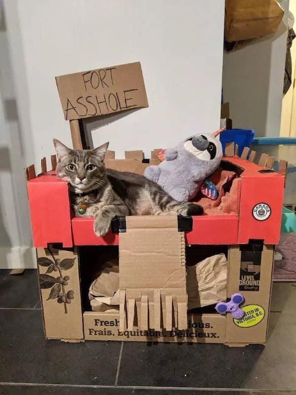 A funny meme dump photo of a cat sitting proudly in a cardboard box fort named "Fort Asshole."