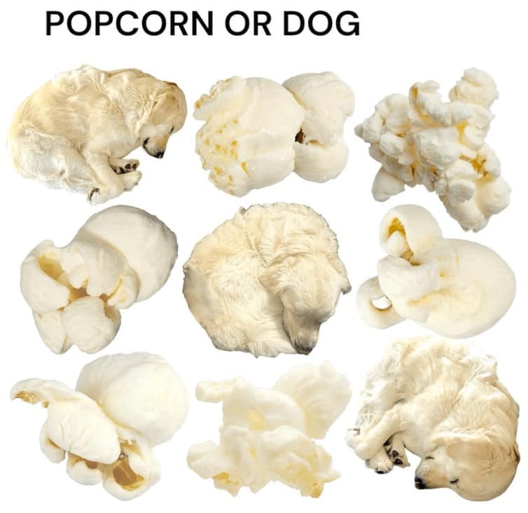 A funny meme dump collage asking the viewer to distinguish between popcorn and dogs.
