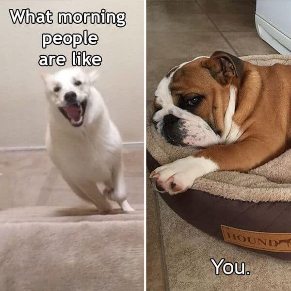 A funny and accurate two-panel meme that compares energetic morning people (represented by a happy, excited white dog) to you (represented by a sleepy, grumpy bulldog).