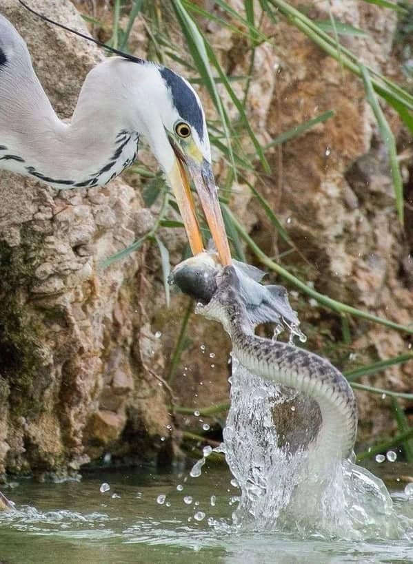 A perfectly timed photo of a heron eating a snake that is also eating a fish.
