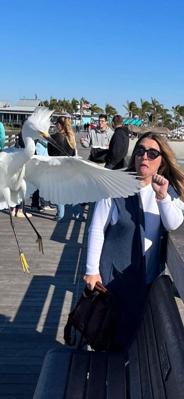 A perfectly timed photo where an egret's wing makes it look like it's slapping a woman.