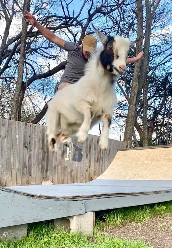 A perfectly timed photo of a man and a goat on a skateboard in mid-air over a ramp.