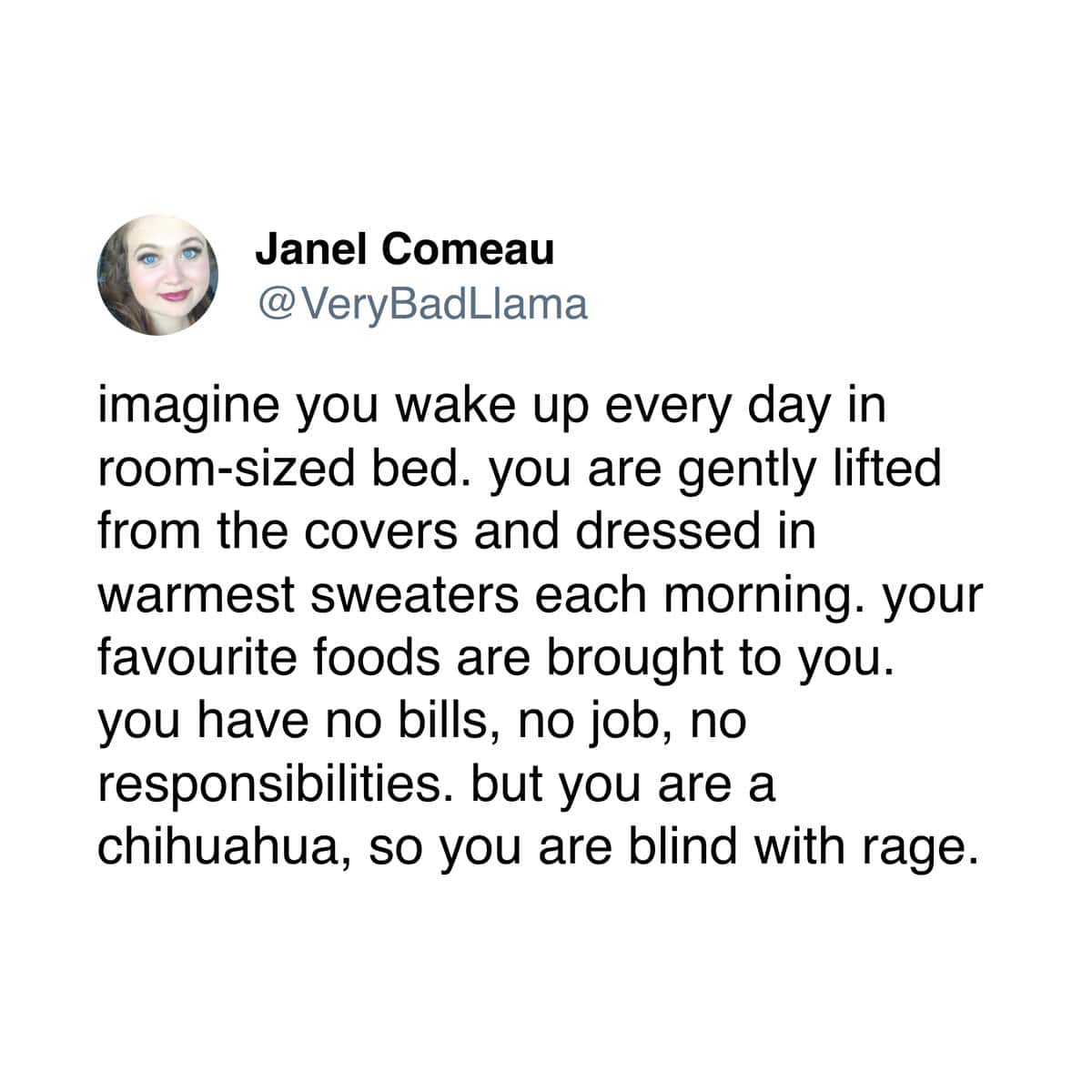 A pet meme tweet describing the pampered, luxurious, but constantly rage-filled life of a chihuahua.