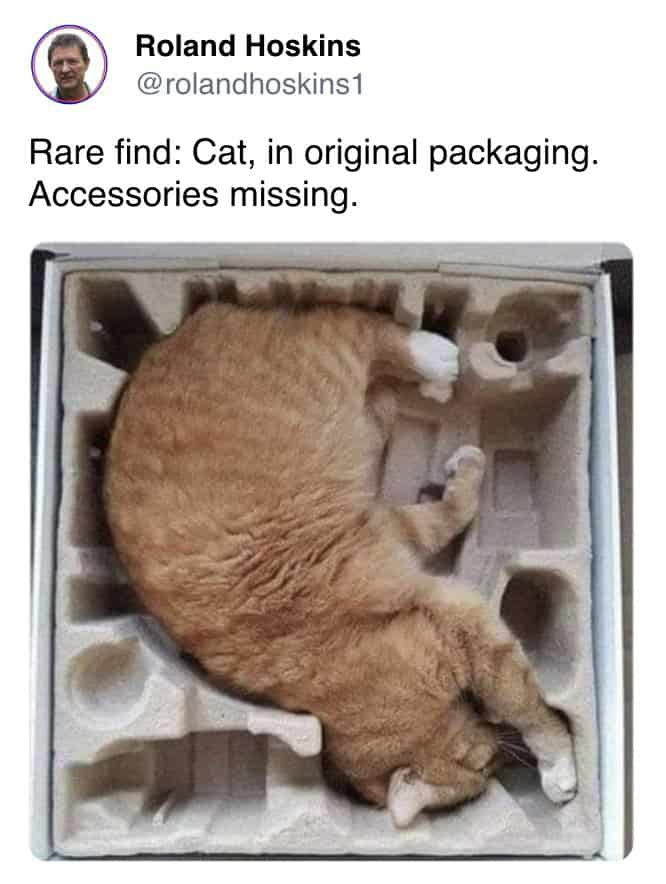A pet meme tweet with a picture of a cat sleeping in a box, described as being in its "original packaging."