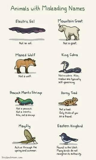 A funny and educational chart showcasing eight different animals that have very misleading and confusing common names.