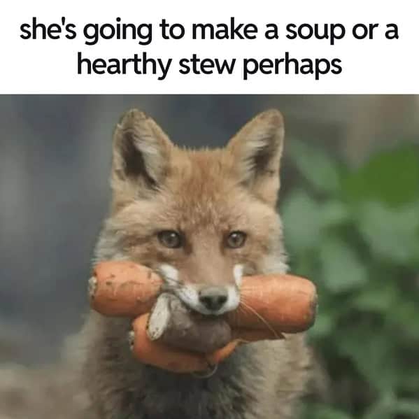 A cute soup meme of a fox carrying carrots, with the caption "she's going to make a soup."