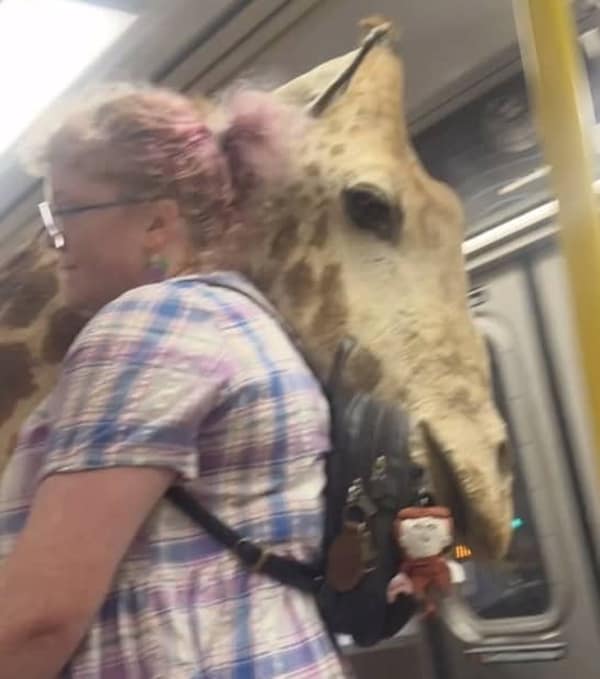 A very surreal and strange photo of a woman who is riding on a subway train and is sitting next to what appears to be a giant, taxidermied giraffe head and neck.