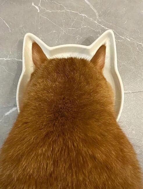 An adorable picture of a cat's head fitting perfectly into a cat-shaped food bowl from an overhead view.