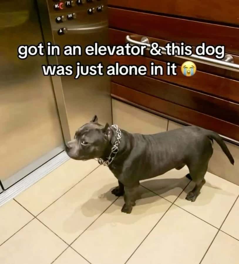 A popular and mysterious viral photo of a sad-looking pitbull dog riding all by himself in an empty apartment building elevator.