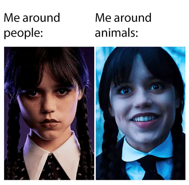 A funny and relatable two-panel meme showing Wednesday Addams scowling when she is around people, but smiling happily when she is around animals.