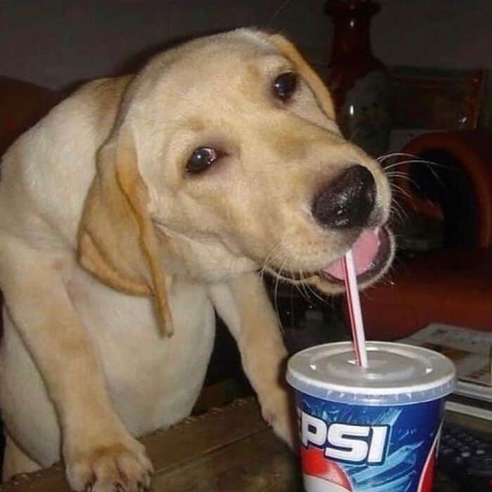 A weird photo with no context of a guilty-looking yellow lab drinking a Pepsi with a straw.