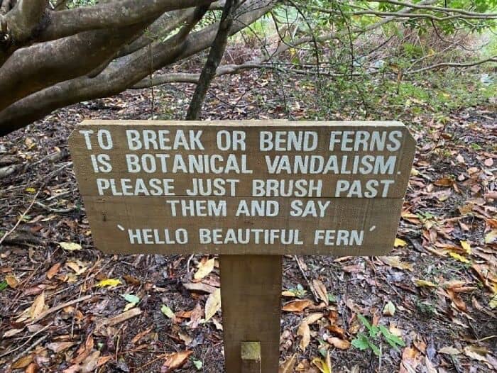A weird photo with no context of a wholesome sign telling people to greet ferns.