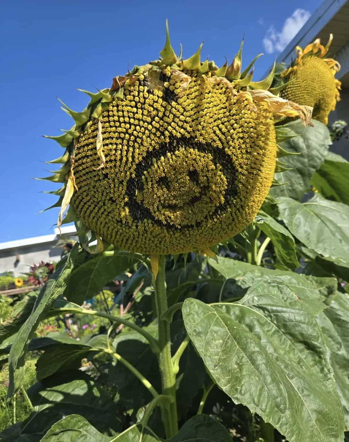 A smiley face carved into the seeds of a sunflower, a perfect example of wholesome graffiti in nature.