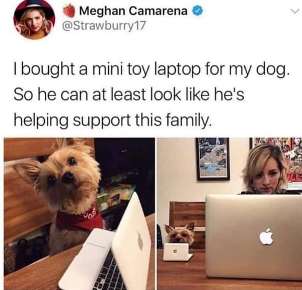 A wholesome meme collage of cats holding hands, showing that the cat believes in you.