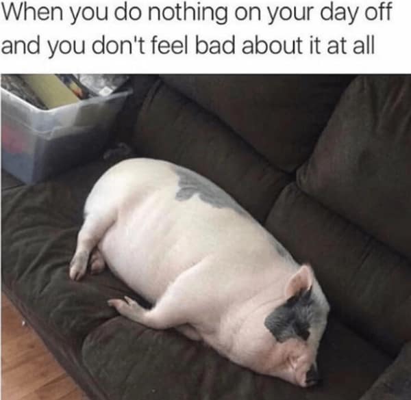 A wholesome meme of a dog dressed as a gardener with a quote about patience and planting seeds.