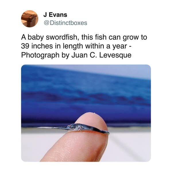 An amazing photo from a nature account showing a tiny baby swordfish resting on a person's fingertip.