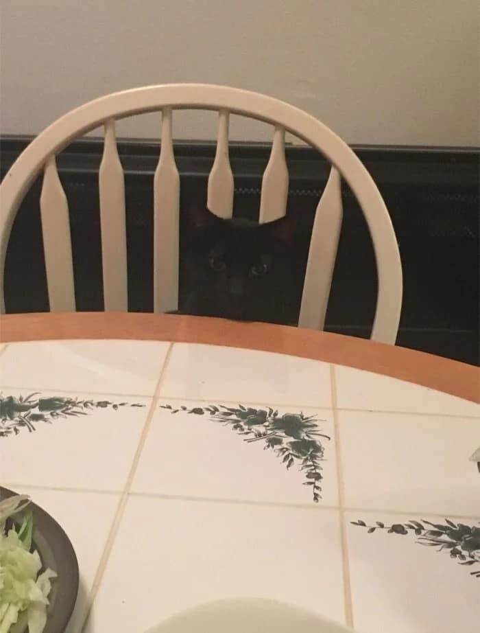 Creepy accidental camouflage where a black cat's ears perfectly mimic the shape of a chair back design