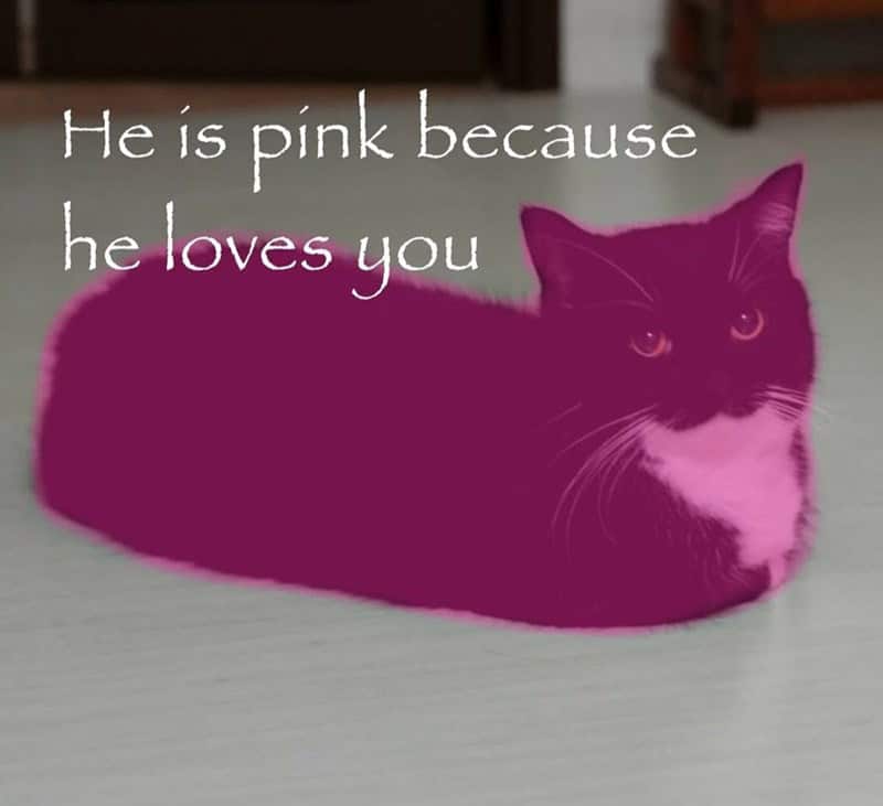 A cupboard of lidless Tupperware with the caption "NEED TOP," a hilariously absurd meme with a double meaning.