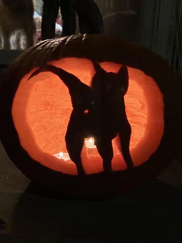 A funny amazing pumpkin carving showing the silhouette of a cat presenting its backside defiantly.
