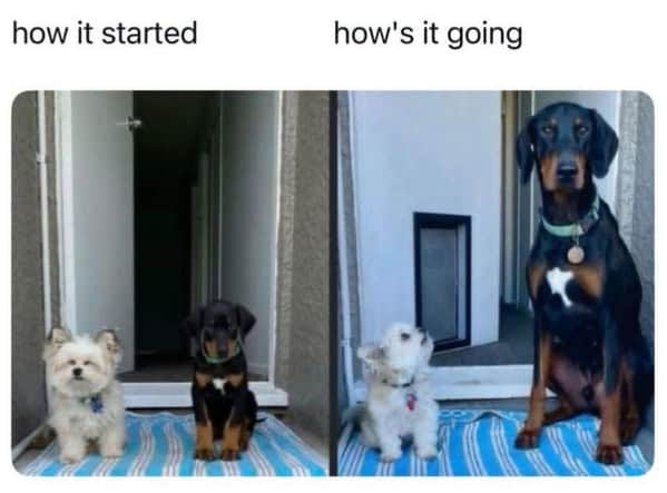 A funny animal meme using the "How it started vs. How's it going" format to show a large puppy's massive growth spurt.