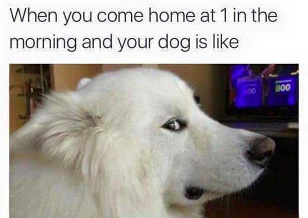 A funny animal meme of a dog giving a suspicious side-eye to an owner who came home at 1 in the morning.