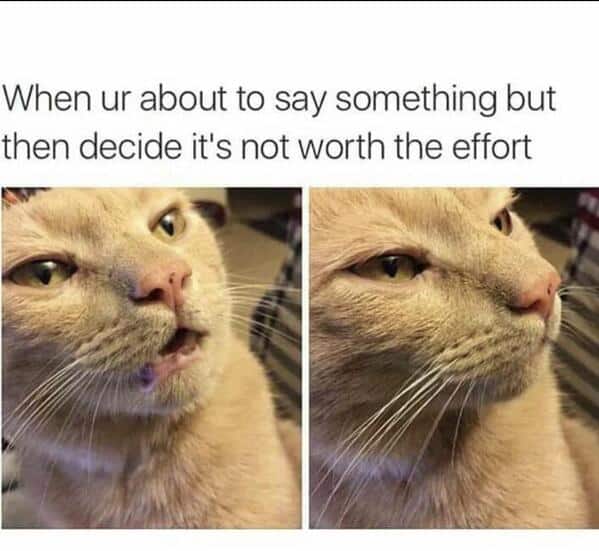 A classic animal meme of a cat that looks like it's about to speak and then decides it's not worth the effort.