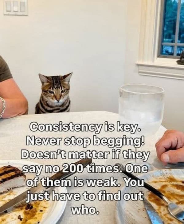 A funny animal meme of a cat at a dinner table with a motivational quote about consistently begging for food.