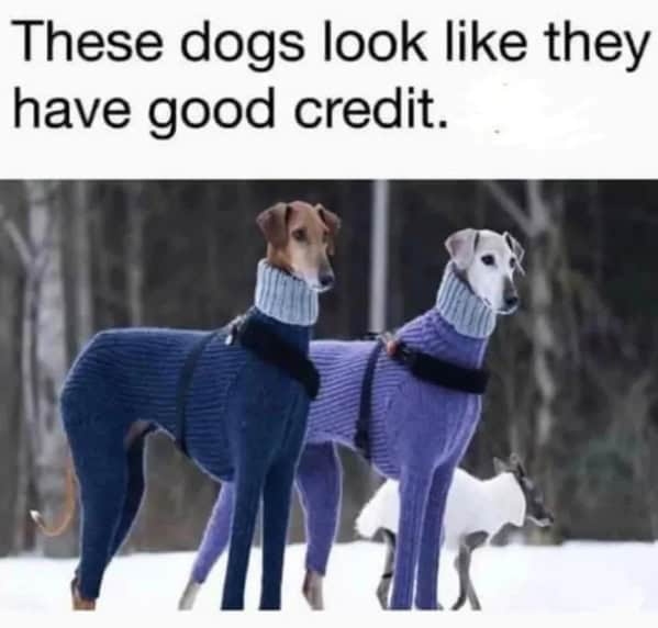 A funny animal meme of two greyhounds in sweaters, with the caption "These dogs look like they have good credit."