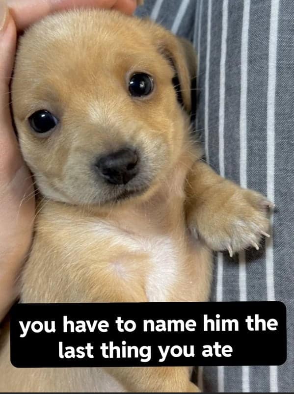 A cute animal meme of a puppy with the prompt, "you have to name him the last thing you ate."