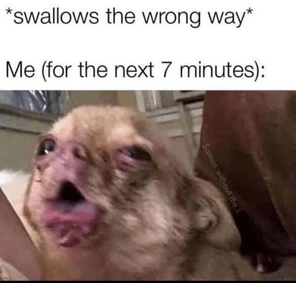 A funny animal meme using a gross-looking pug to represent the feeling of swallowing the wrong way.