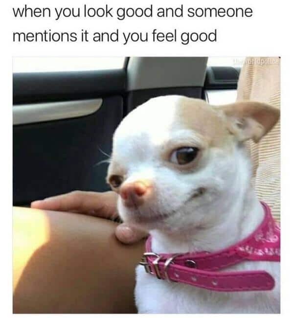 A wholesome funny animal meme of a smug chihuahua, capturing the feeling of receiving a deserved compliment.
