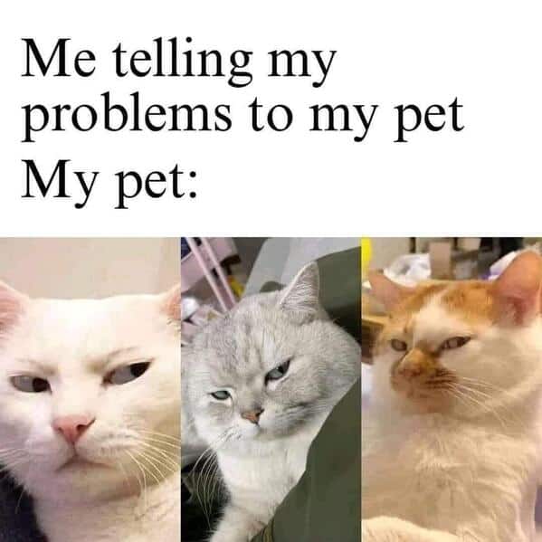 A funny animal meme showing three judgmental cats as a stand-in for how your pets look at you when you tell them your problems.