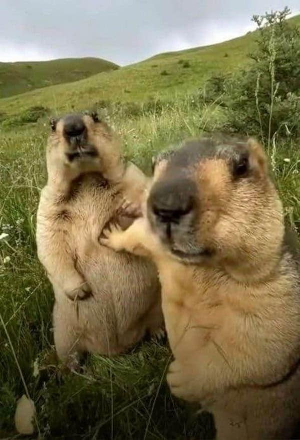 A funny photo of two marmots in a field, with one holding the other back as if breaking up a fight.