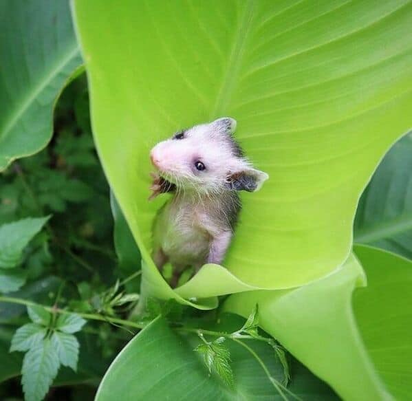 An adorable photo of a tiny baby opossum peeking out from inside a curled green leaf.