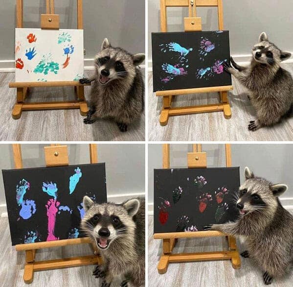 A collage of a proud raccoon artist showing off the colorful paintings it made with its paw prints.