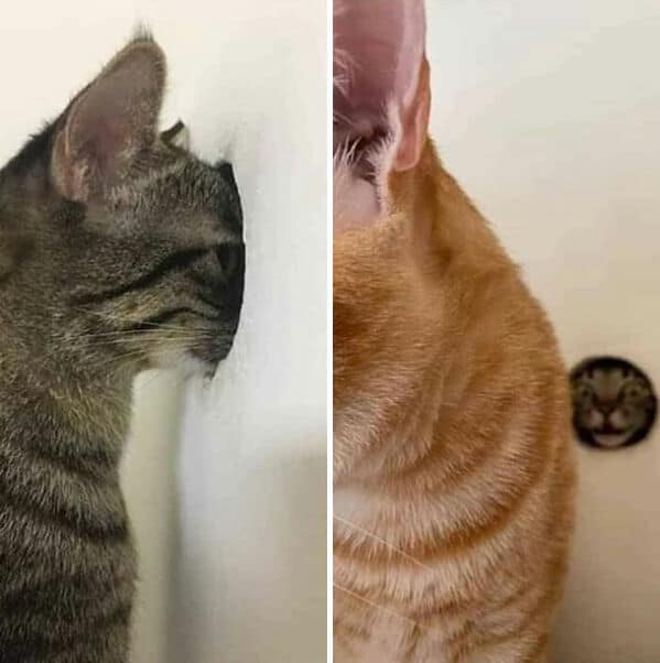 A funny and confusing photo of a cat sticking its face through a tiny hole in a wall.