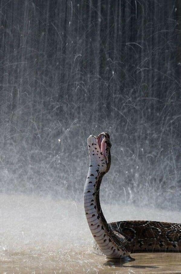 A beautiful, dramatic photo of a snake with its mouth open, enjoying a heavy downpour of rain.