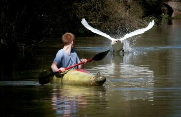 A perfectly timed, terrifying photo of a swan aggressively chasing a boy in a kayak.