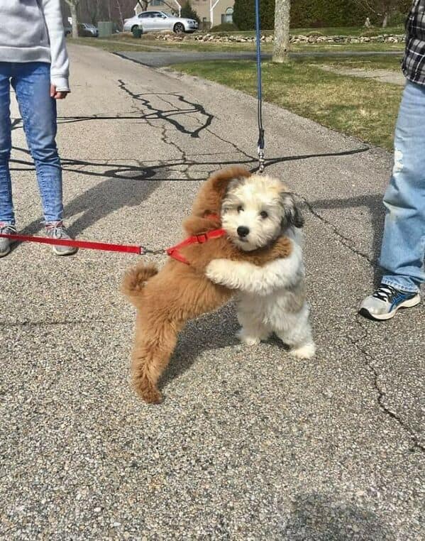 An adorable photo of two fluffy puppies who have stopped on their walk to give each other a hug.
