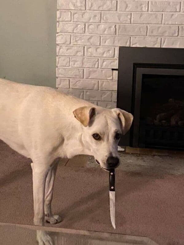 A funny but menacing photo of a white dog holding a large kitchen knife in its mouth.