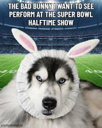 A funny bad bunny super bowl meme showing a husky in bunny ears as the preferred halftime show performer.